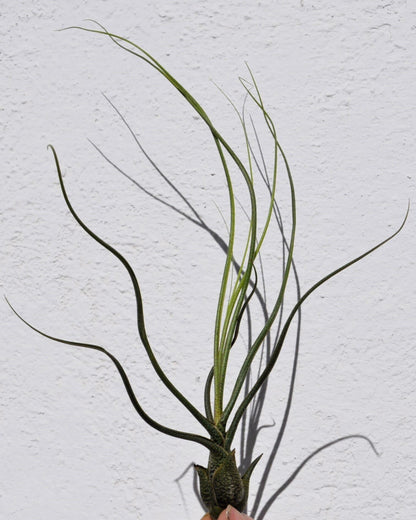 Tillandsia butzii; planta del aire piel de serpiente; Curiosarium; altura 15-25 cm, diámetro 10-15 cm_1