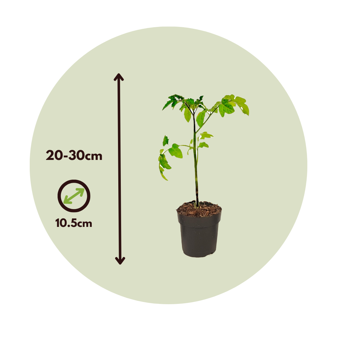 Tomatera - 6 Pzs - Lycopersicon 'heartbreaker' - Altura 20-30cm - ⌀105cm_2