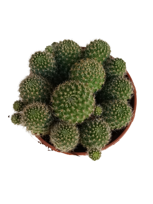 Rebutia Flavystila Cactus Flor Naranja Ø5_0