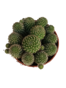 Rebutia flavystila cactus flor naranja Ø5