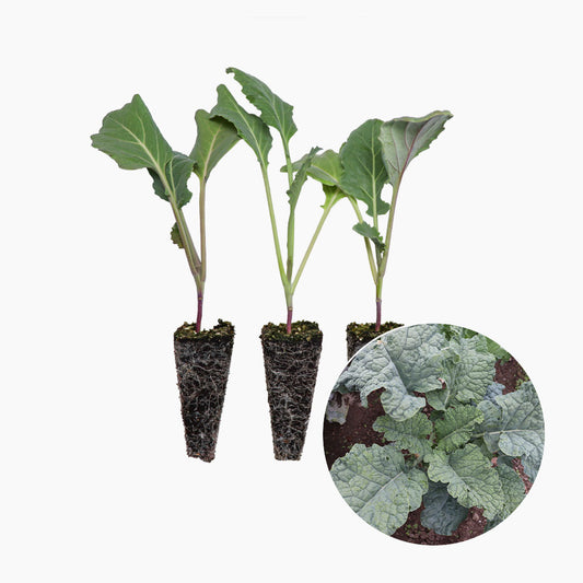 Plantón Col Forrajera 10 Unidades - PlantaBo_0