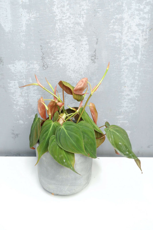 Philodendron Micans_0