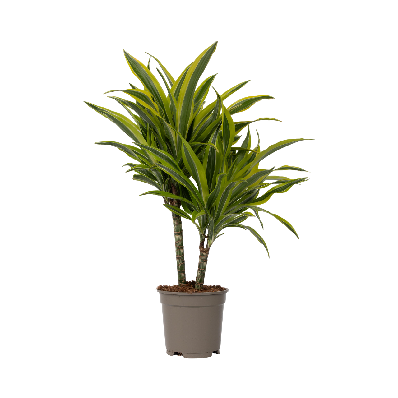 Drácena - Dracaena Deremensis 'lemon Lime' - Altura 60-70cm - ⌀17cm_0