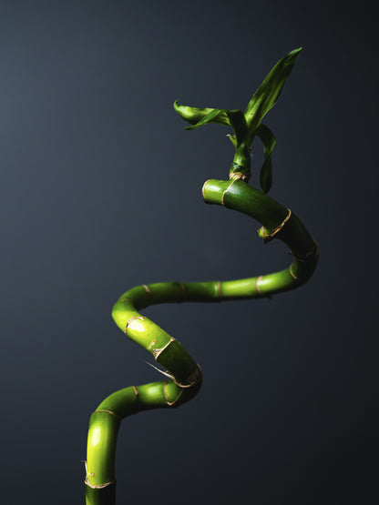 Bamboo Lucky Espiral | Altura 60cm