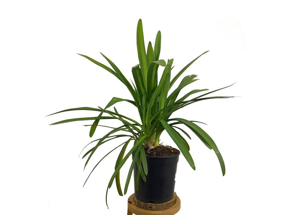 Agapanthus Africano M19 (lirio Africano)_0