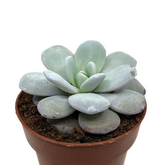 Echeveria Laui Cactus Y Suculentas M8,5 cm Ø_0