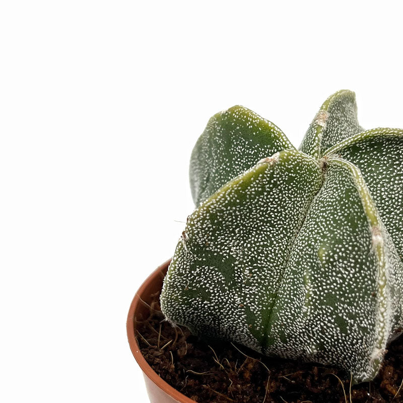 Astrophytum Myriostigma Cactus Y Suculentas M5,5 cm Ø_2