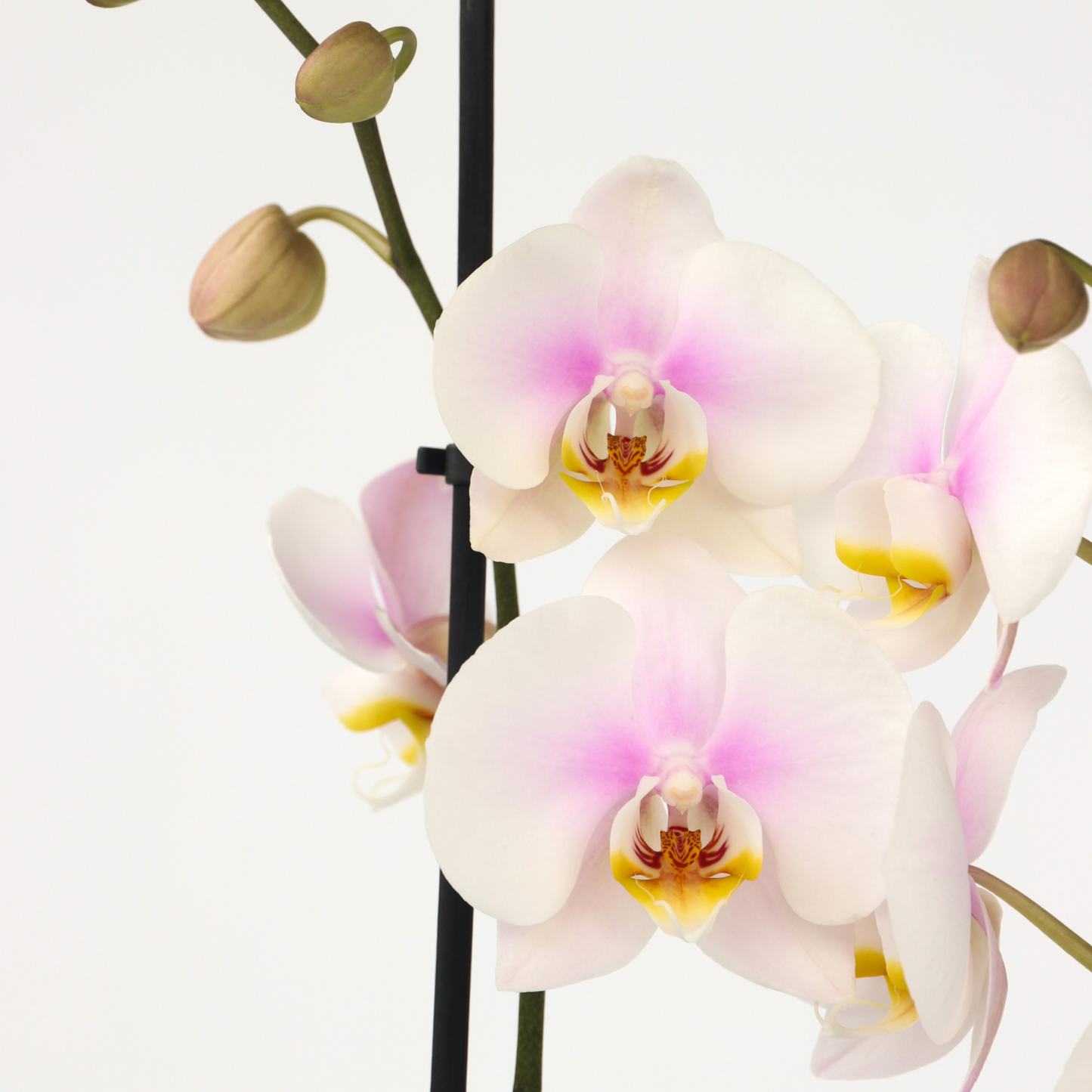 Orqídea Phalaenopsis - Phalaenopsis - Altura 50-60cm - ⌀12cm_3