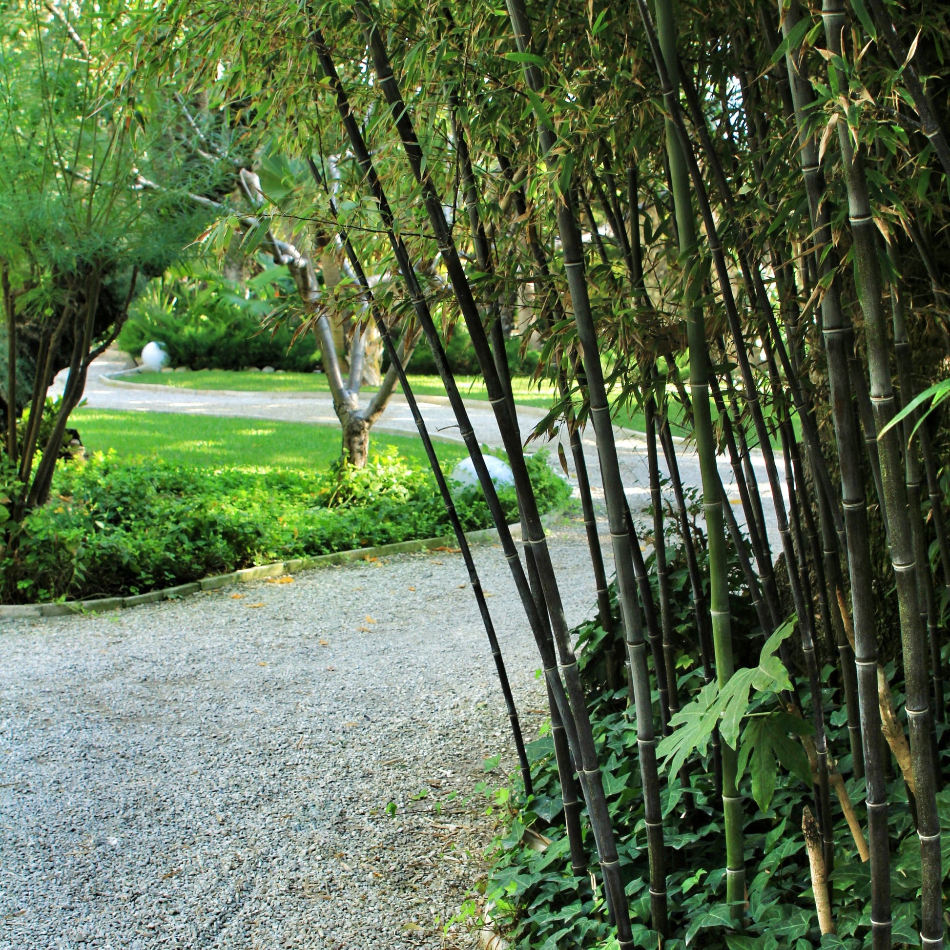 Bambú - 3 Piezas - Fargesia Nitida 'black Dragon' - Altura 25-40cm - ⌀14cm