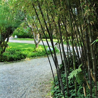 Bambú - 3 Piezas - Fargesia Nitida 'black Dragon' - Altura 25-40cm - ⌀14cm
