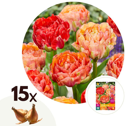 Bulbos De Tulipán - 15 Pzs - Tulipa 'gudoshnik Double' - Blanco_0