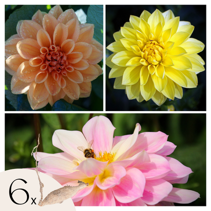 Tubérculos De Dalia - 6 Pzs - Dahlia 'waterlily Mix'_0