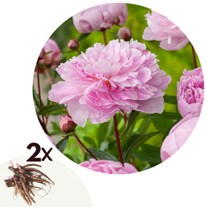 Paeoniaceae - 2 Pzs - Paeonia 'sarah Bernhardt' - Cepellones - Rosa_0