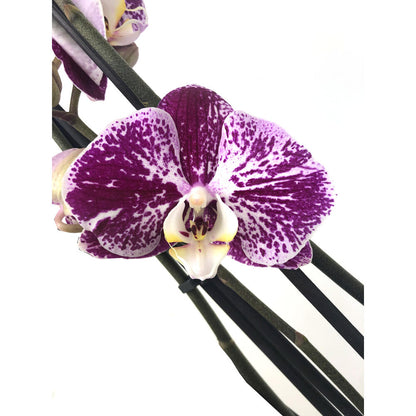 Orquidea Phalaenopsis Black Stripes 2/3 Tallos M12 70cm