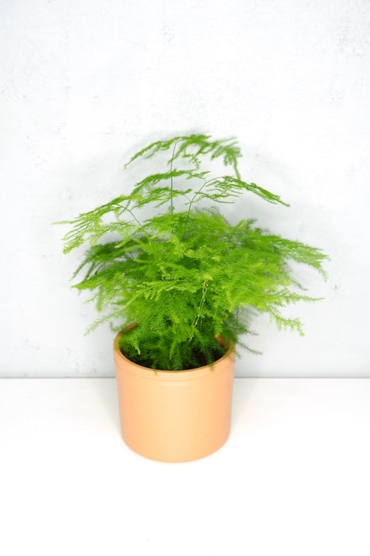 Asparagus Setaceus_0