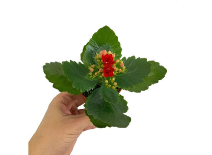Kalanchoe Blossfeldiano Doble M7 10cm