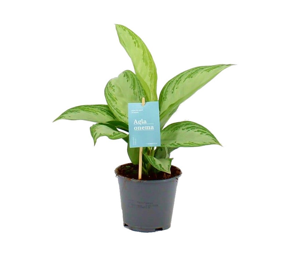 Aglaonema Silver Bay M14 40cm_0