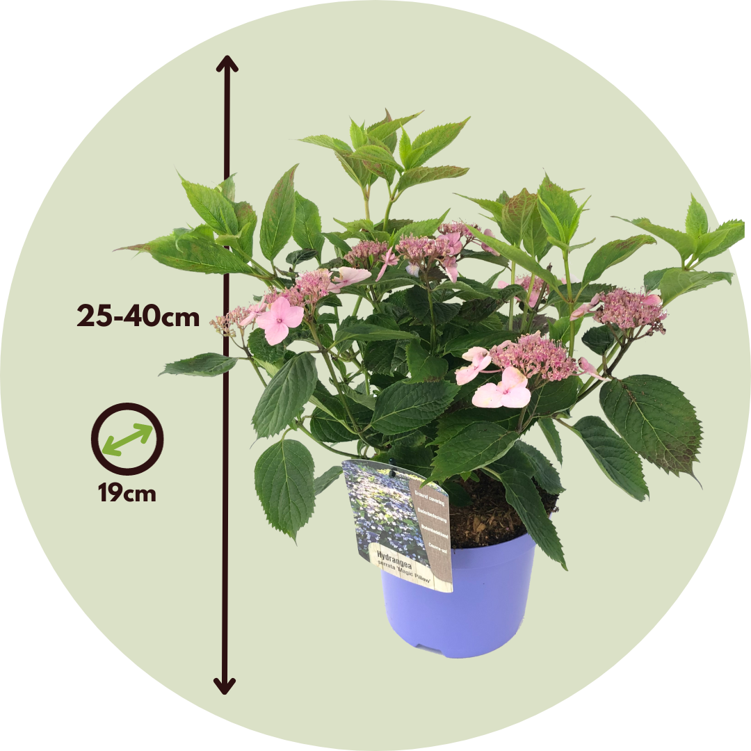Hortensia - Hydrangea Serrata 'magic Pillow' - Altura 25-40cm - ⌀19cm_2