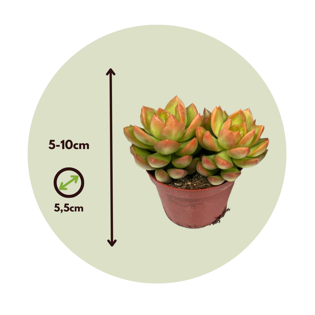 Mezcla De Suculentas - 6 Pzs - Succulent Mix - Altura 5-10cm - ⌀55cm_2
