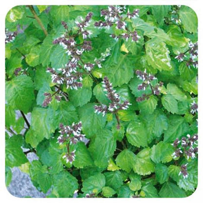 Pachuli Pranarôm, 5 ml