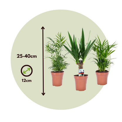 Mezcla De Mini Palmeras - 3 Pzs - Mini Indoor Palm Mix - Altura 25-40cm - ⌀12cm
