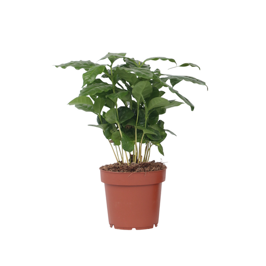 Cafeto Arábico - Coffea Arabica - Altura 25-40cm - ⌀12cm_0