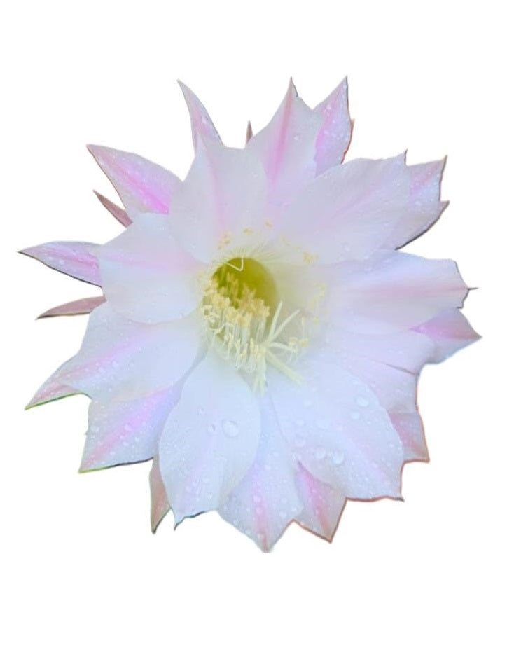 Cactus Echinopsis Oxygena (Cactus Erizo Americano)