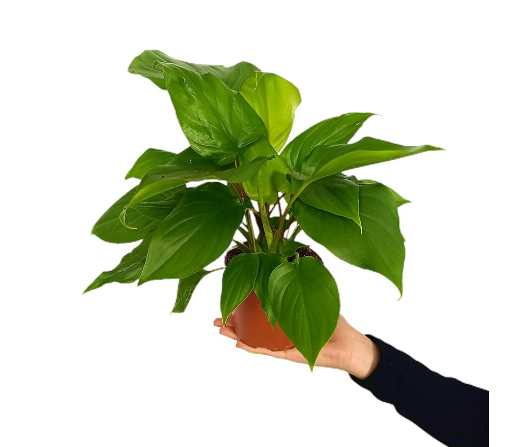 Homalomena Maggy M12 30cm_0