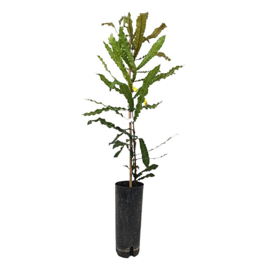 Macadamia Tb20 110-130cm_0