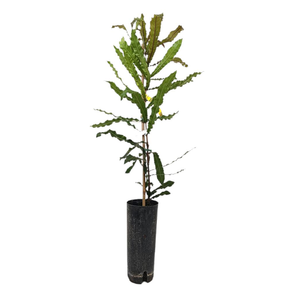 Macadamia Tb20 110-130cm_0