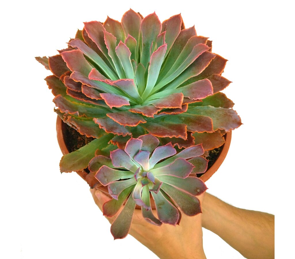 Echeveria Neon Bracker M20_0