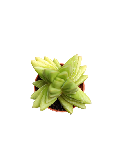 Planta suculenta  ☼ surtida aleatoria pequeña Ø5 VENTA POR UNIDAD