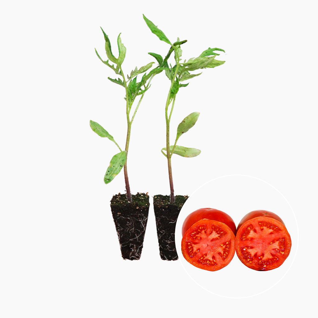Plantón Tomate Palosanto 6 Unidades - PlantaBo_0
