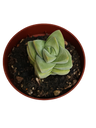 Crassula Moonglow Planta Suculenta Ø8