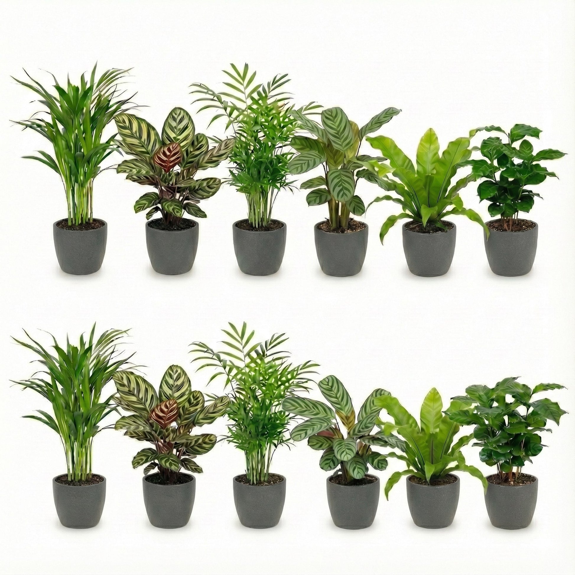 Plantas Purificadoras Con Maceta Antracita - Set De 12_0