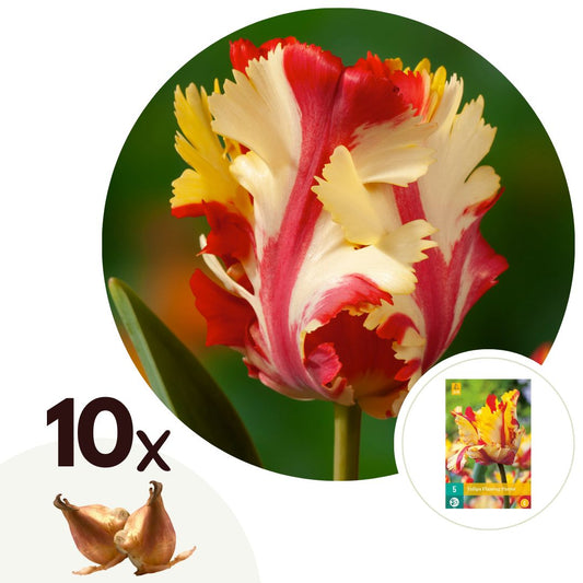 Bulbos De Tulipán - 10 Pzs - Tulipa 'flaming Parrot' - Bulbos De Flores_0