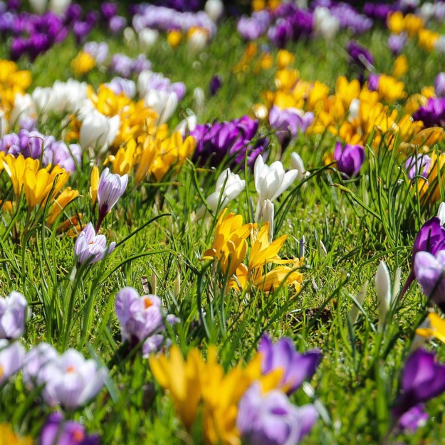Bulbos De Crocus - 30 Pzs - Crocus 'large Flowering Mix' - Bulbos De Flores