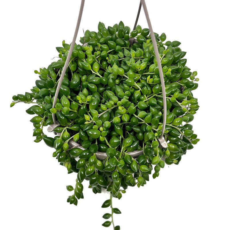 Senecio Herreianus Maceta colgante Cactus Y Suculentas