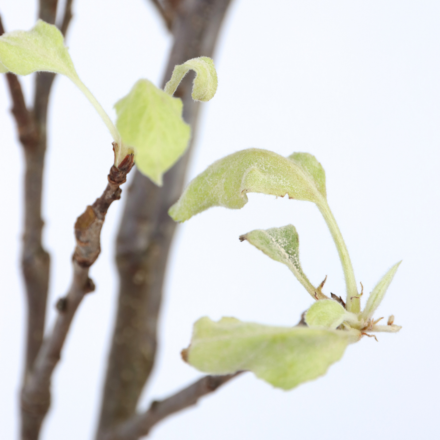 Manzano - Malus Domestica 'elstar' - Altura 90-100cm - ⌀21cm