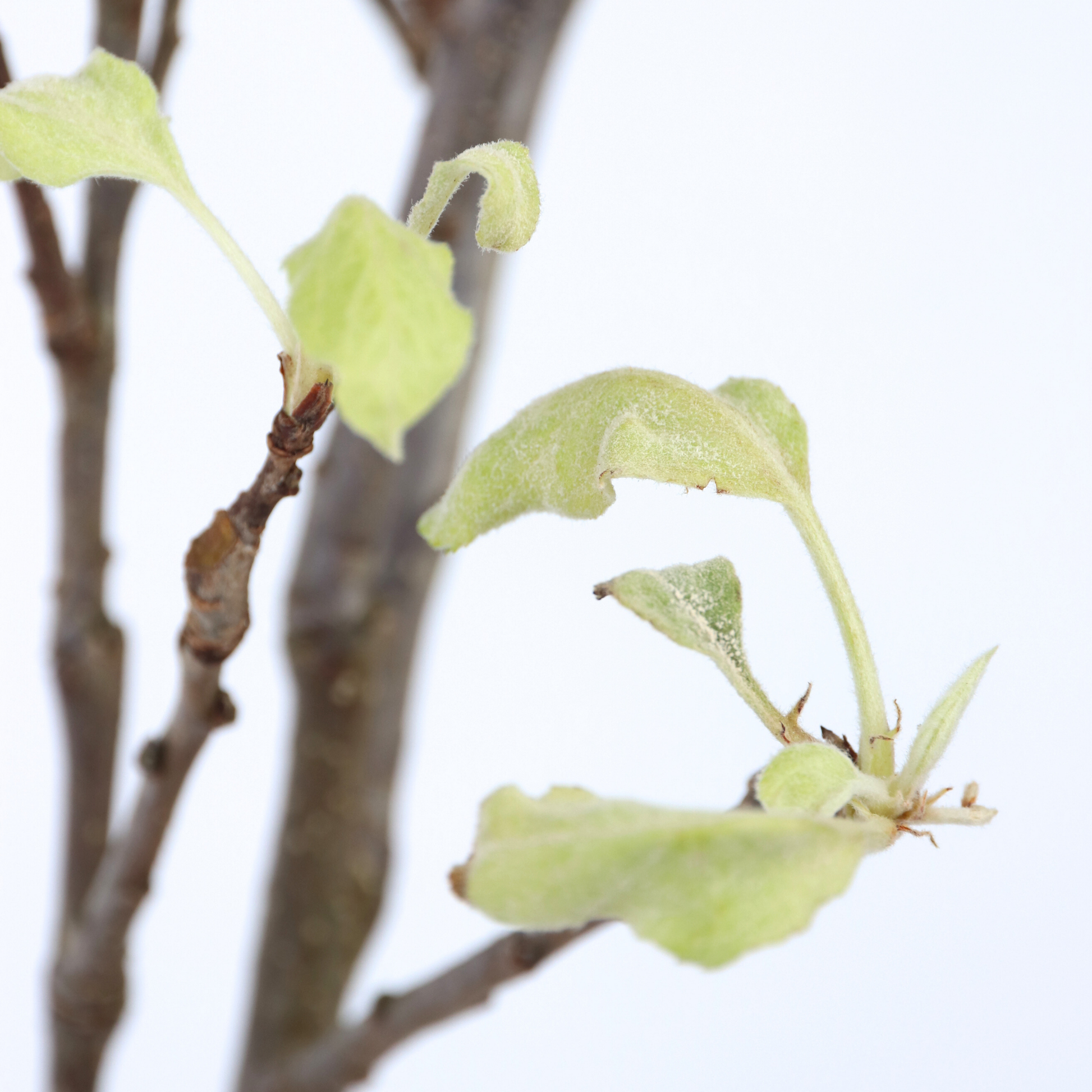 Manzano - Malus Domestica 'elstar' - Altura 90-100cm - ⌀21cm