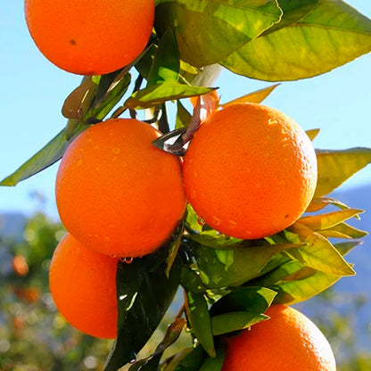 Caja 4kg Pack Aguacates Y Naranjas Del Campo Tropitop_4