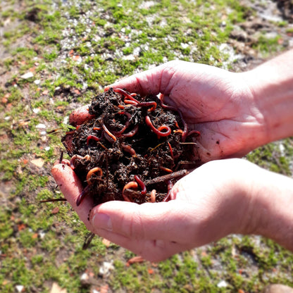 2 Cajas Para Compostador (lombriz Roja De California)_1