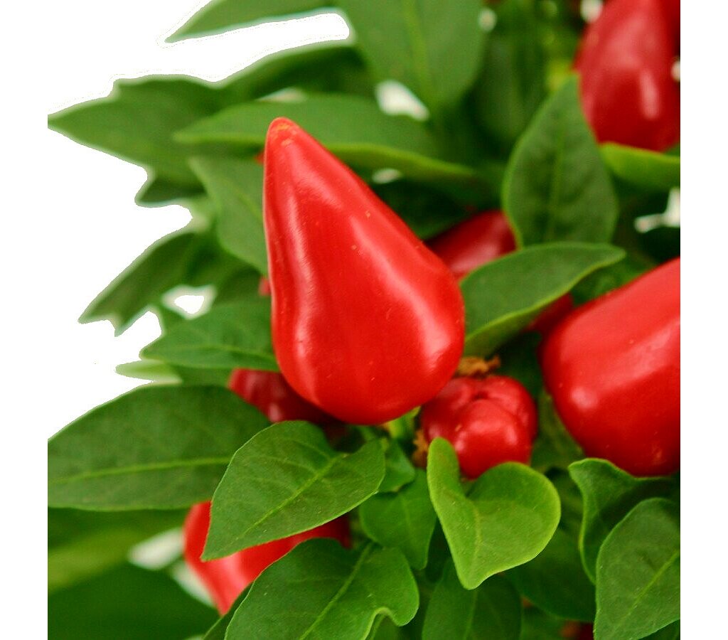 Capsicum Annuum M10 (pimiento)_1