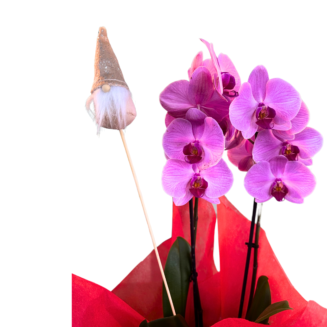 Orquídeas Decoradas: El Toque Perfecto Para Estas Fiestas_1