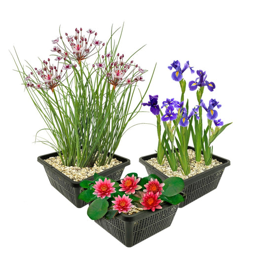 Set Nenúfar Rojo - 9 Plantas - Estanque - Resistente Al Frío_0