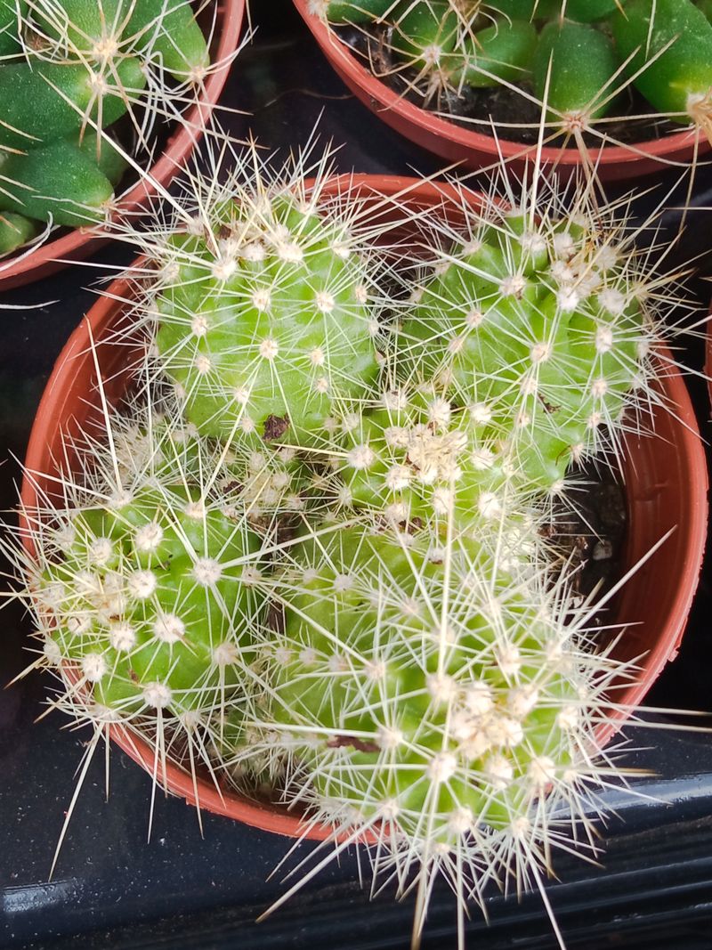 Plantas Suculentas Y Cactus A Elegir Ø5 Cm #ref48_0