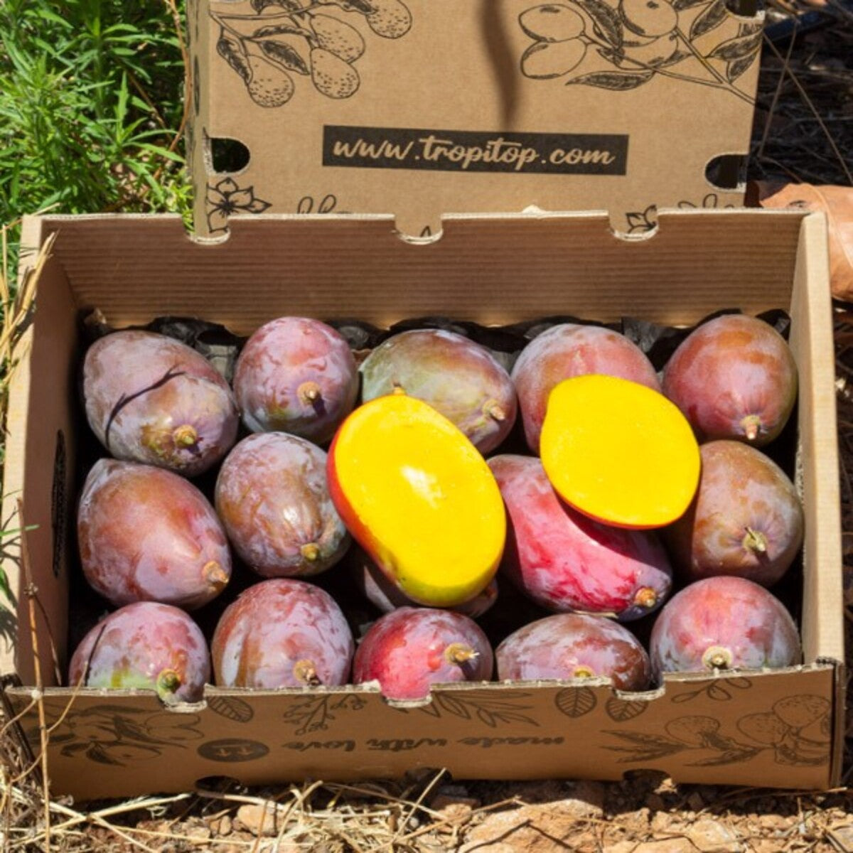 Mangos Ecológico Osteen Caja de 4kg