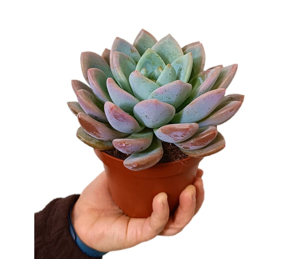 Echeveria Opalina M13_0