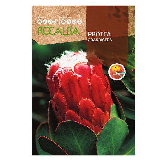 Semillas de Protea Grandiceps, Rocalba