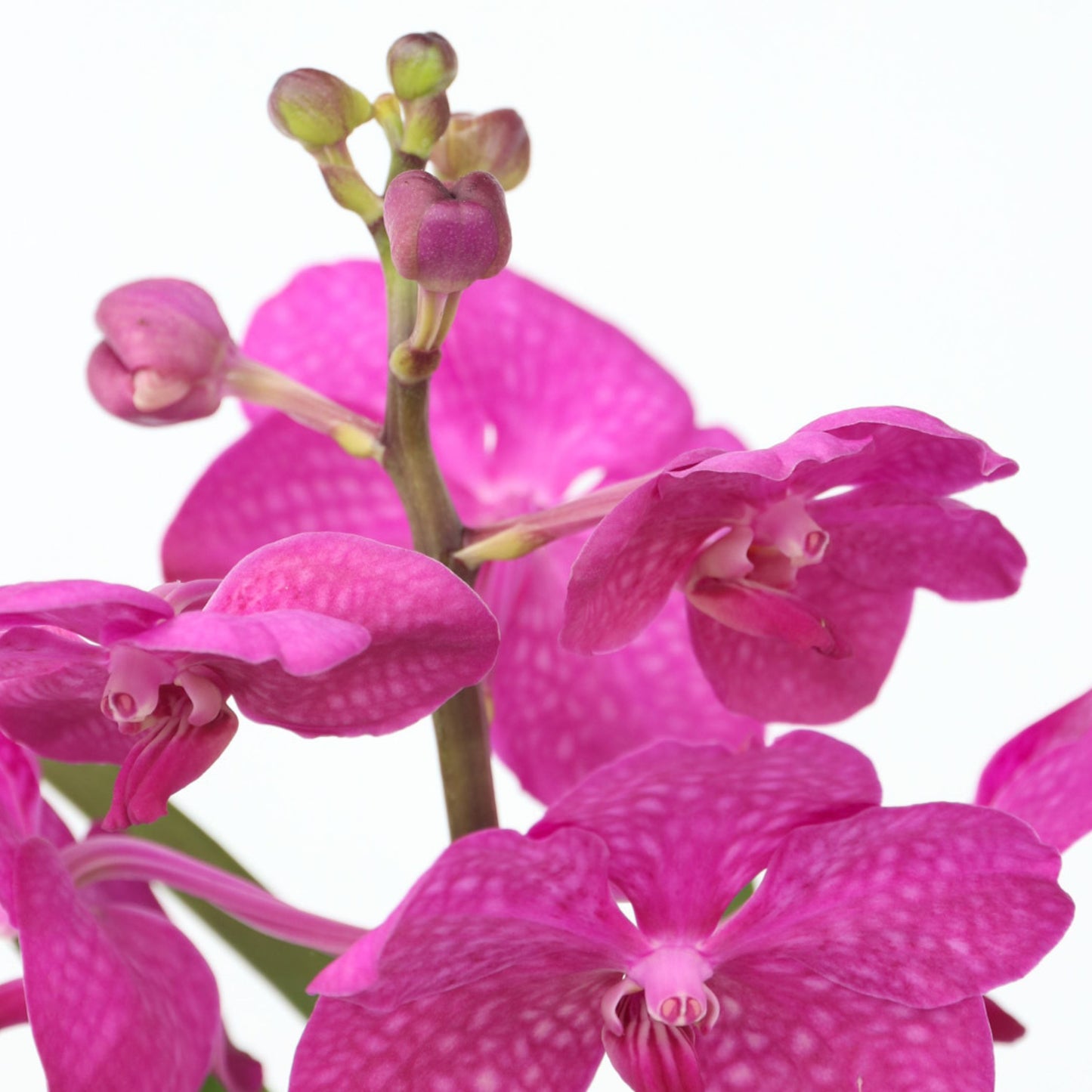 Orquídea Vanda - Vanda 'cerise' - Altura 40-50cm - ⌀14cm